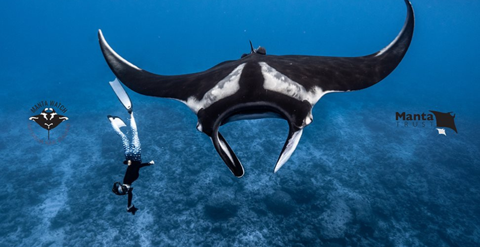 A journey into Manta Conservation