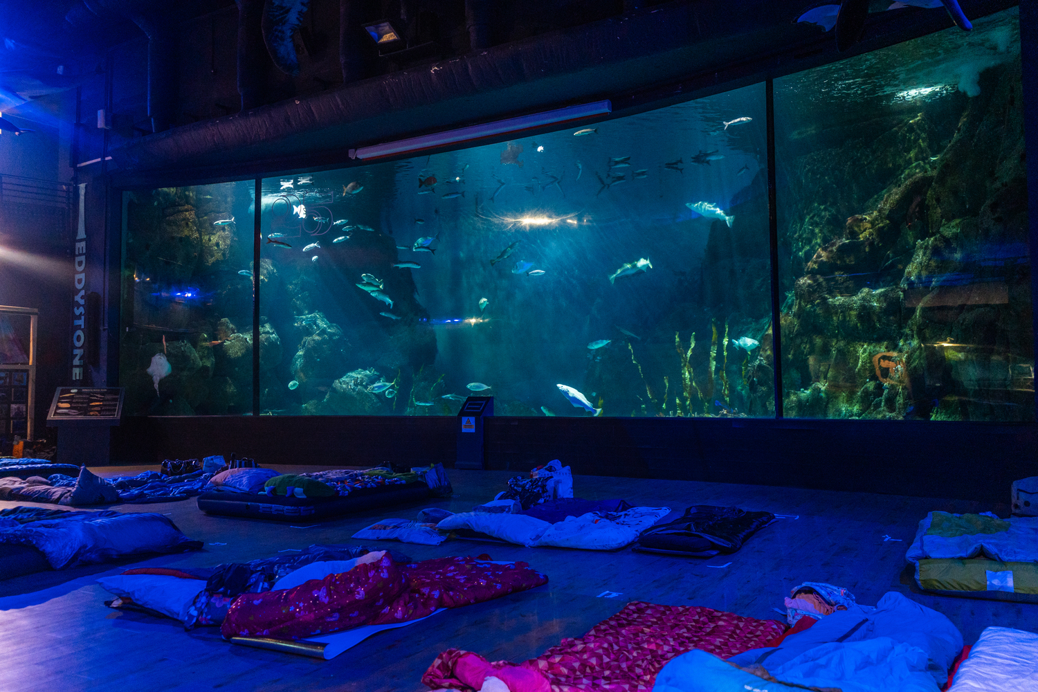 Sleeping with Sharks at the National Marine Aquarium