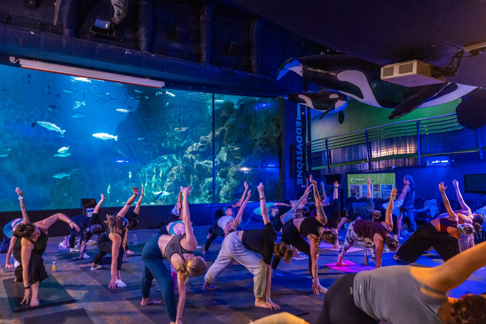 Gentle Hatha Yoga at the National Marine Aquarium. Image credit: National Marine Aquarium