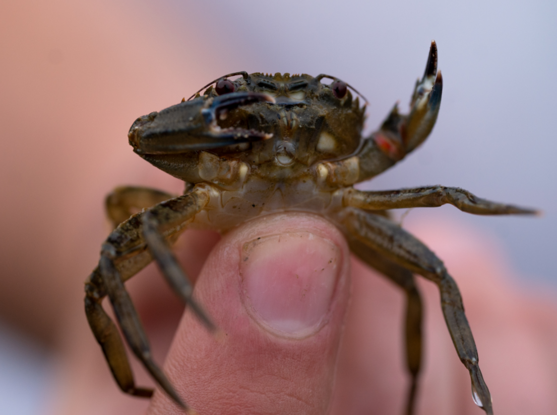 A Velvet Swimming crab during Rock Pooling