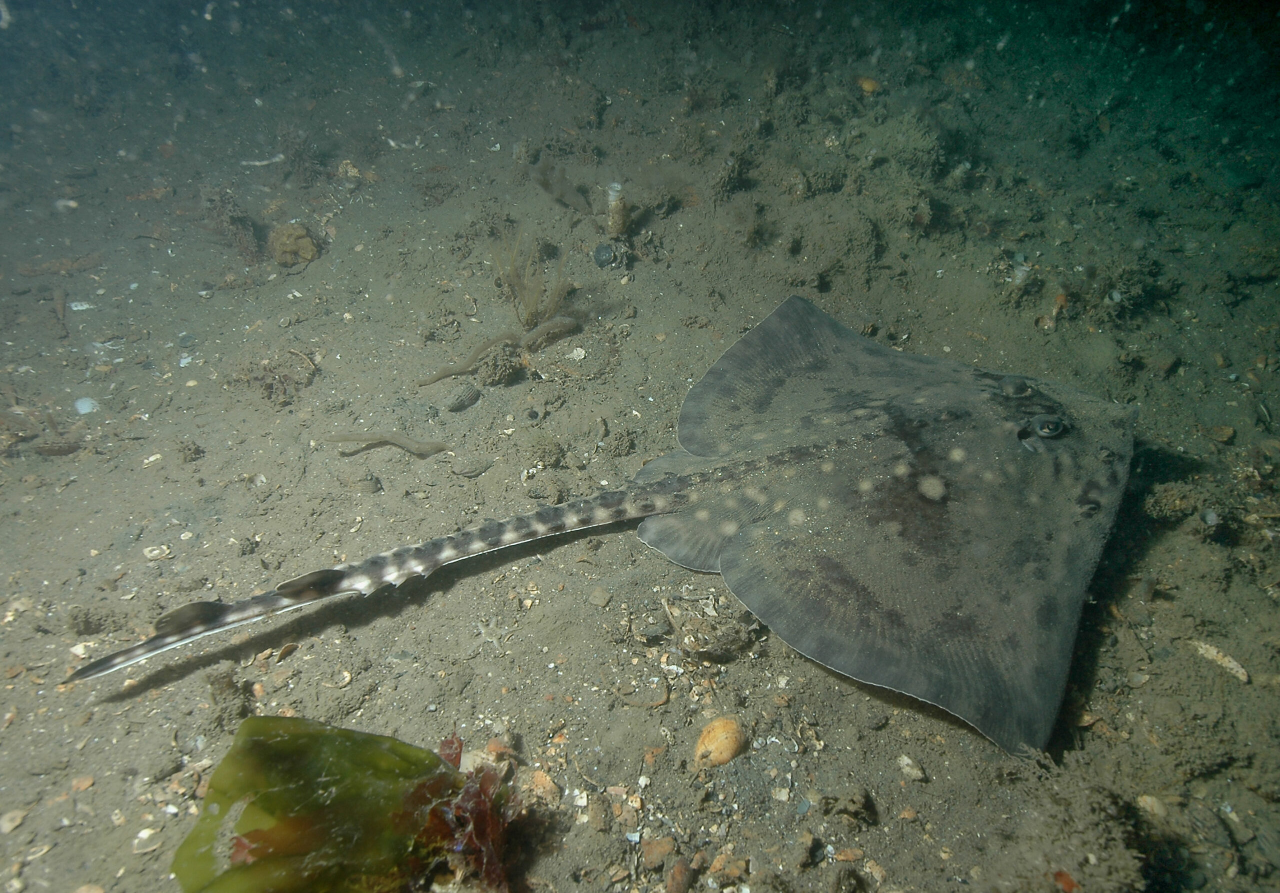 Thornback ray in West Hoe - Credit: Keith Hiscock