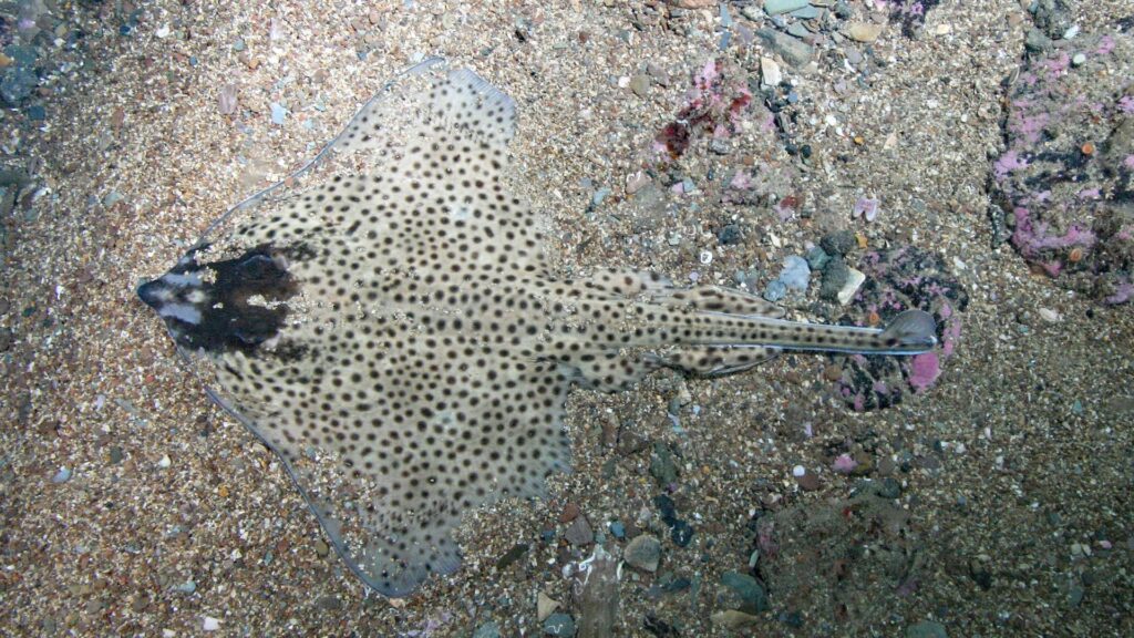 Spotted Ray (Raja montagui)  Image credit: Keith Hiscock