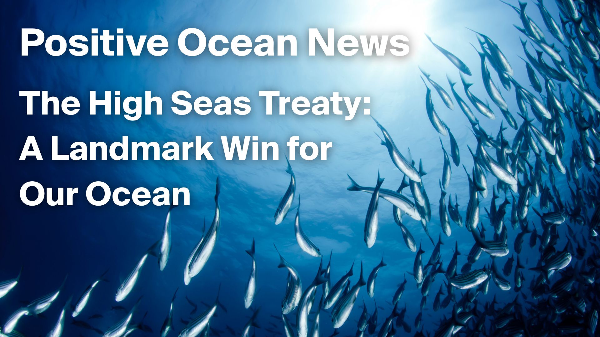 Positive Ocean News- The High Sea Treaty
