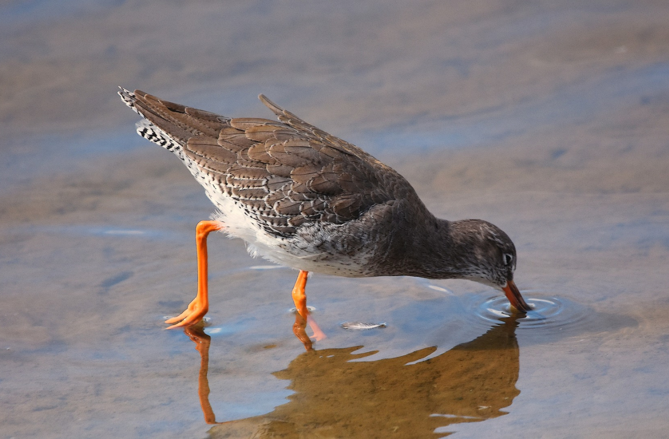 A Redshank with brown feathers, a white breast and orange feet, wading in the shallows of Ernesettle Creek, Plymouth