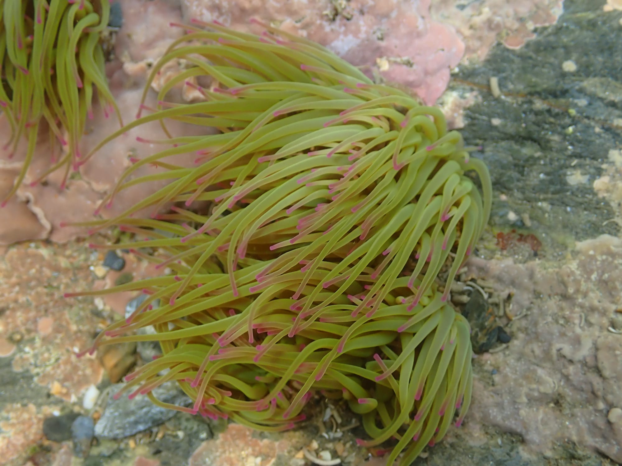 Snakelocks Anemone