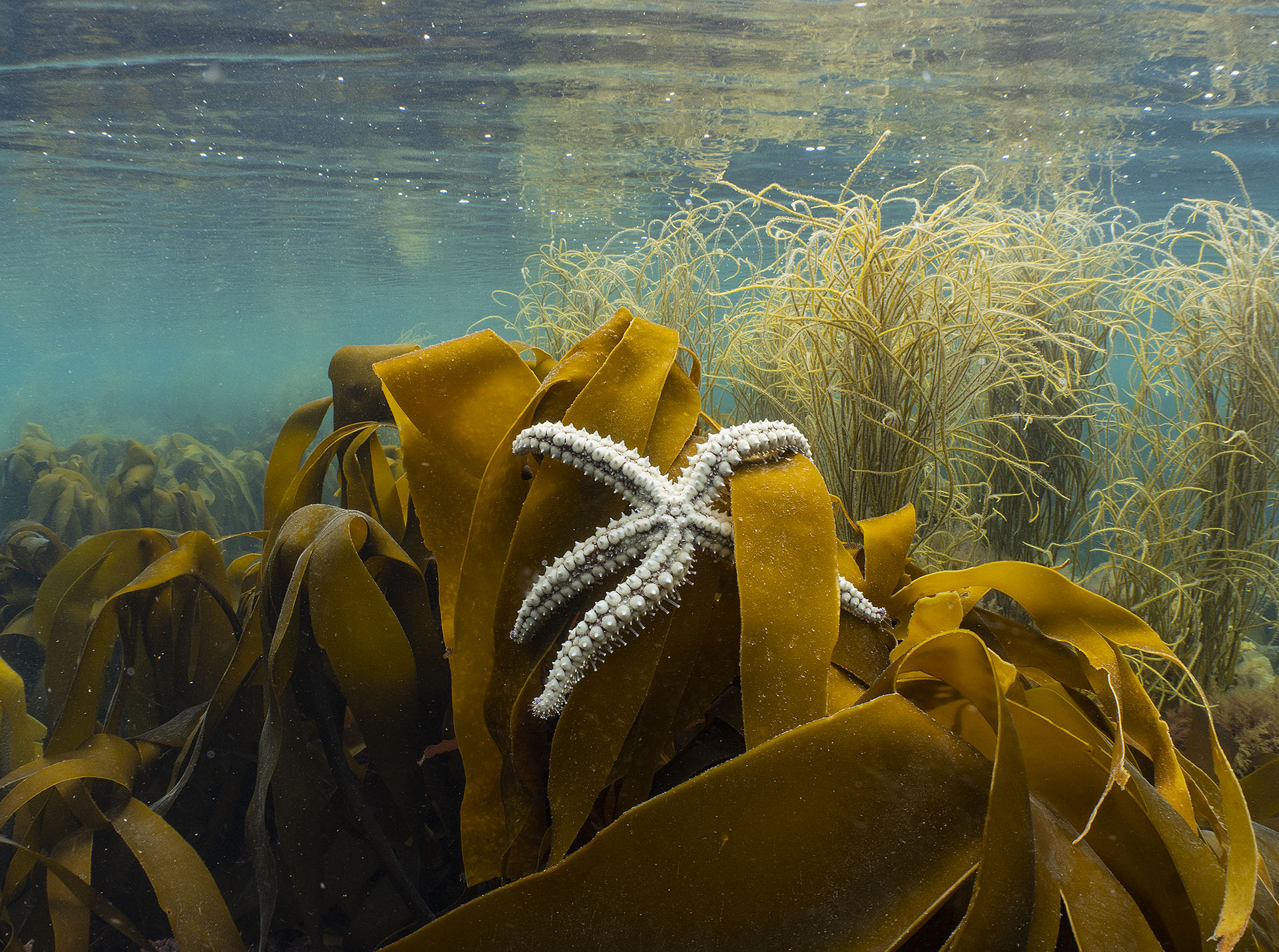 Starfish sat on kelp in Plymouth Sound