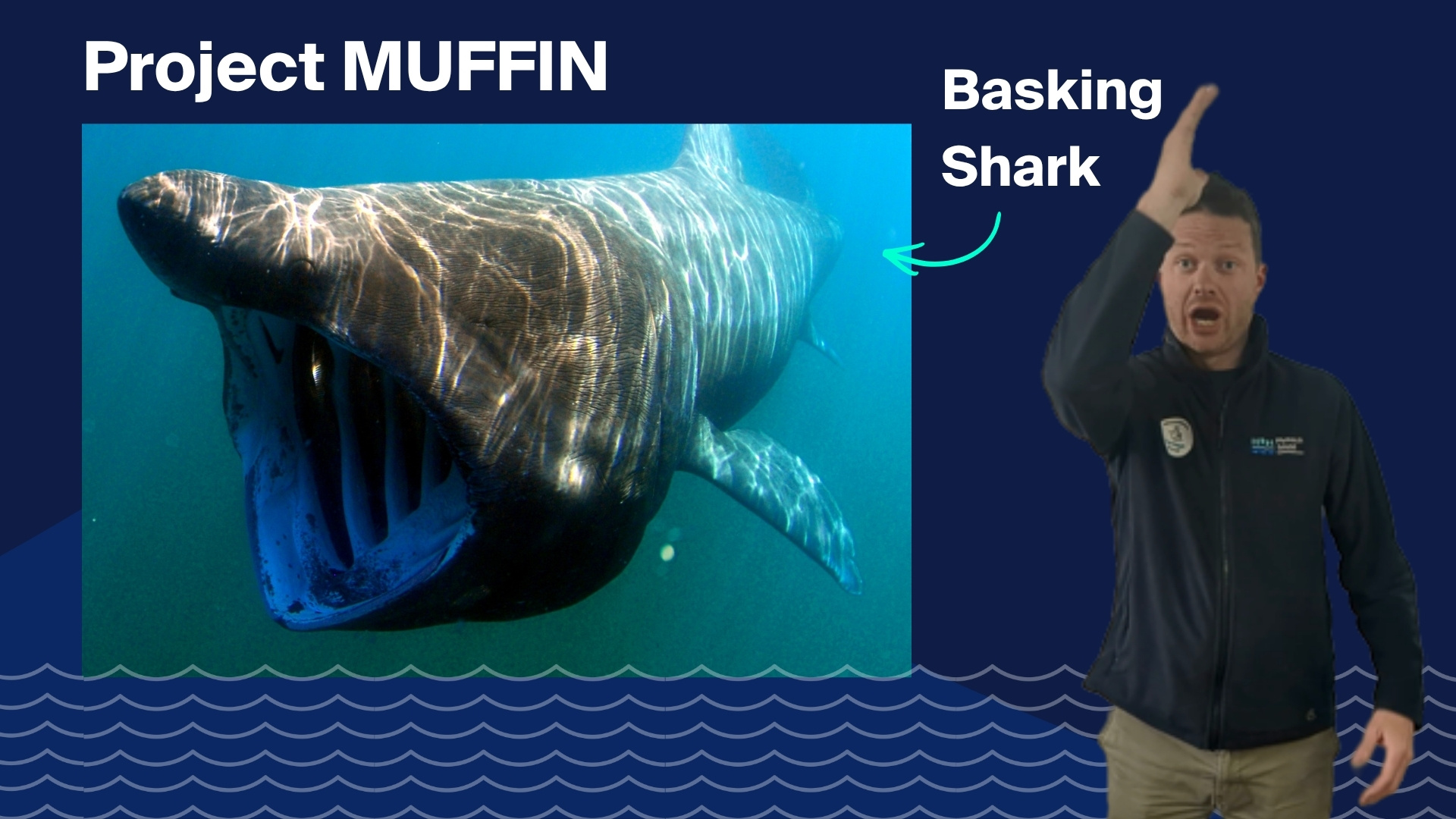 A photo of a basking shark overlayed with Head Ranger Sam signing it in British Sign Language