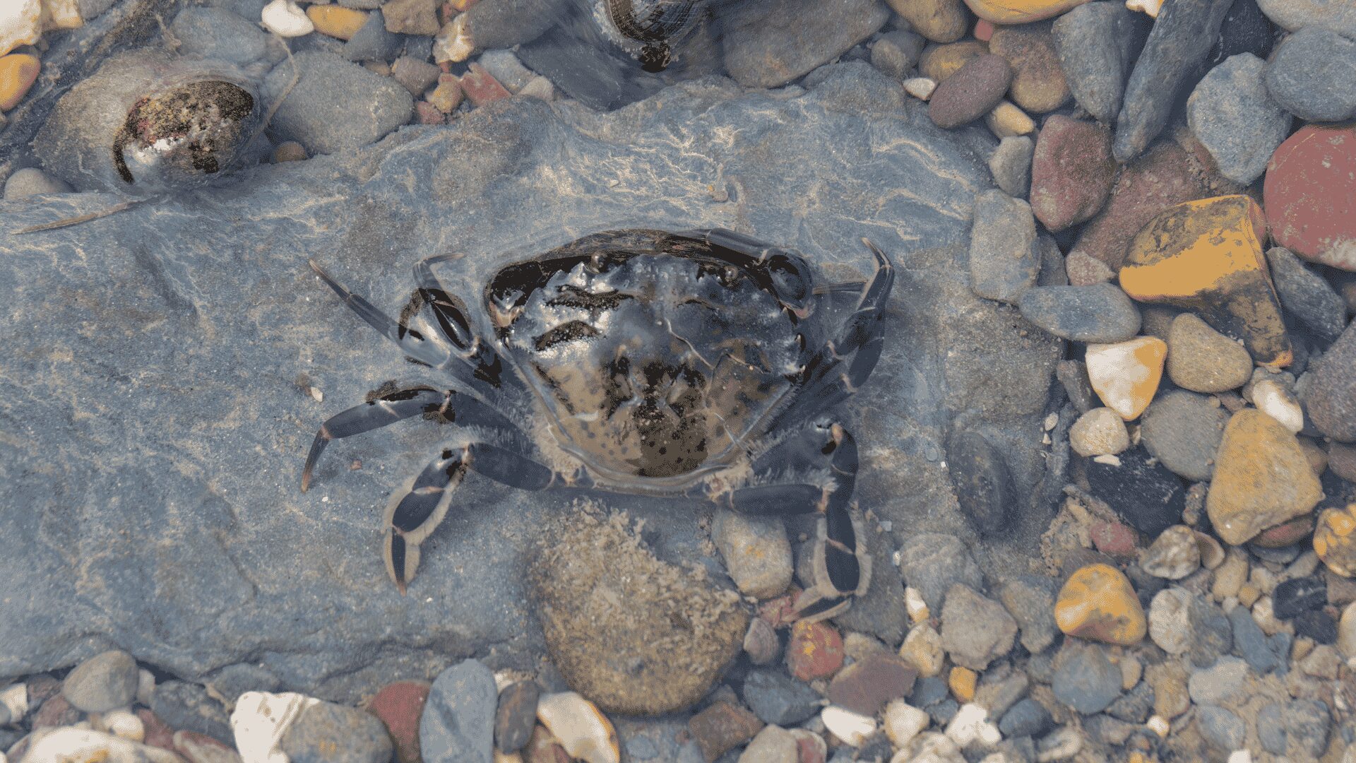 Shore Crab
