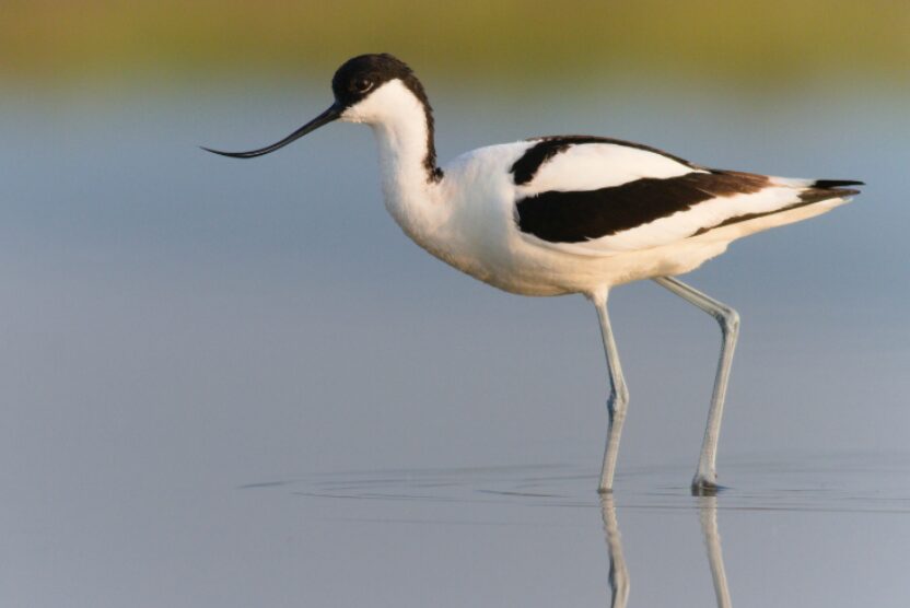 An Avocet, a white and black wading bird walking through calm water