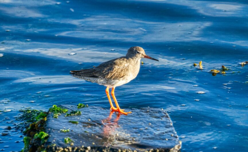 A Greenshank wading bird stood on the waters edge