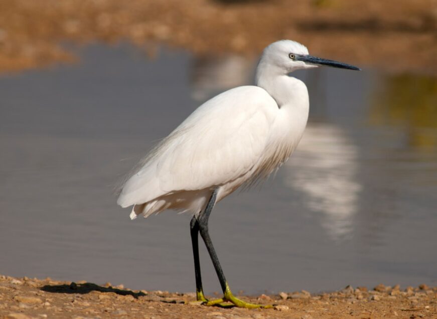 A Little Egret, a medium sized white wading bird