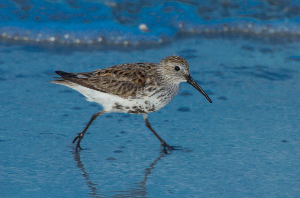 A small, brown and white wading bird called a Dunlin.