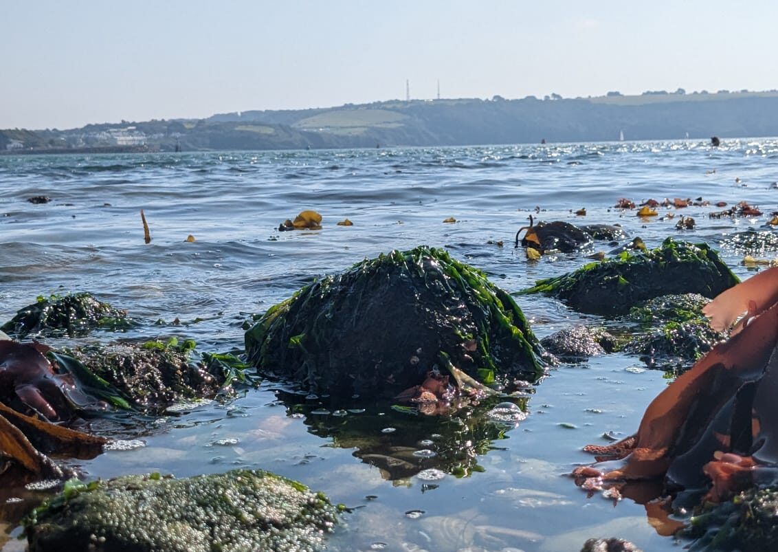 Wild Swimming Areas - West Hoe