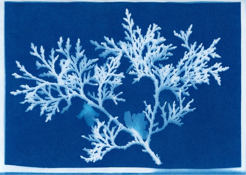 Seaweed cyanotype